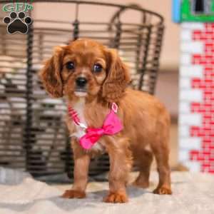 Maggie, Cavalier King Charles Spaniel Puppy